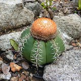 Melocactus matanzanus, Tres ceibas de Clavellinas, Matanzas, Cu ©José Miguel Acuna.JPG